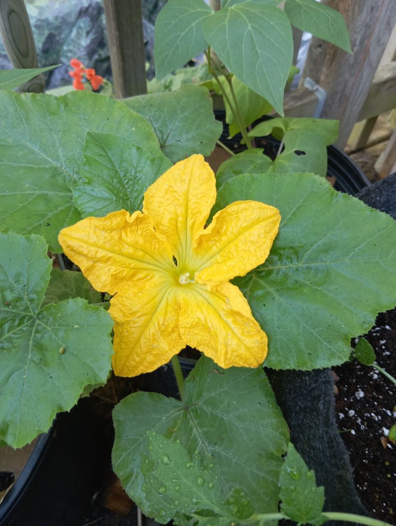 Cucurbita pepo var. pepo